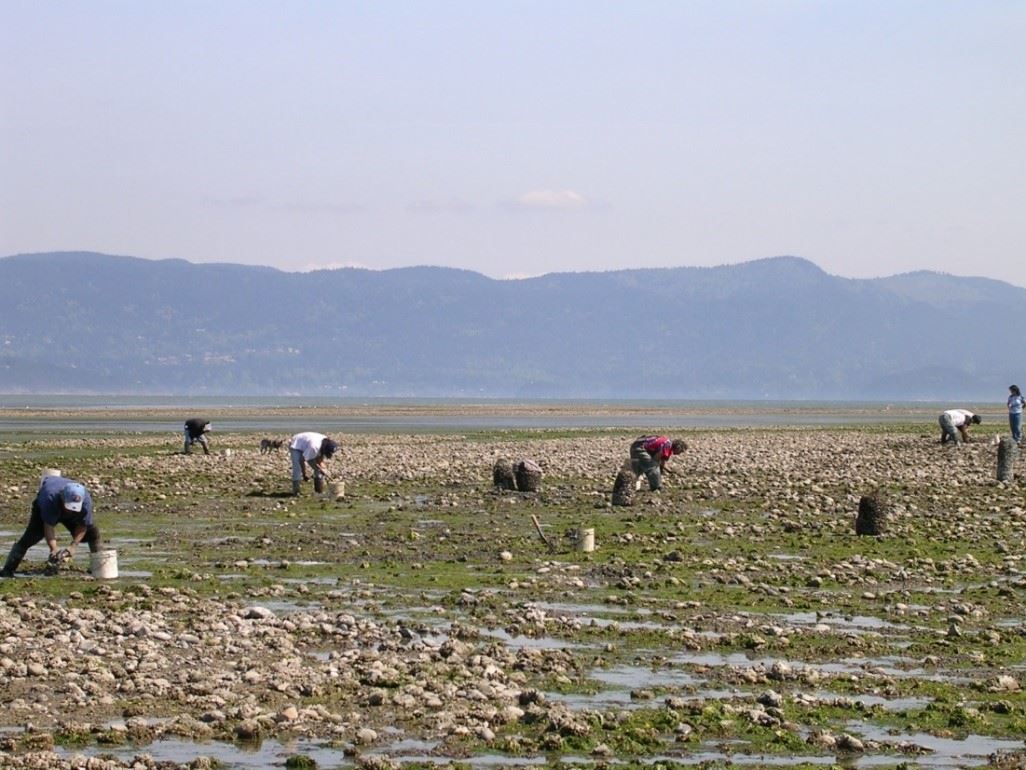 Members of Lummi Nation Harvesting Shellfish in Portage Bay